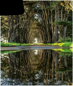 تونل درختی - کالیفرنیا، #آمریکا