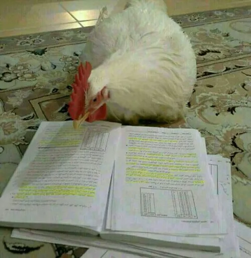 ی مرغ داریم درس میخونه