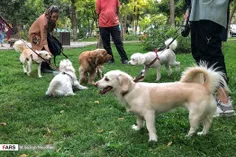 جولان #سگ ها در پارک‌های تهران