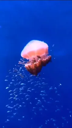 عروس دریایی خون این جانور سفید رنگ هست عمر اون جاودانه