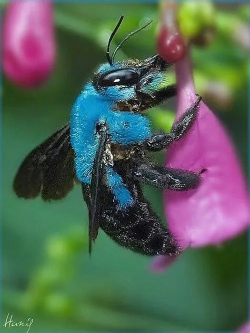"زنبور نجار آبی" گونه ای متفاوت از زنبور و بومی استرالیاس