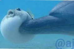 دلفین ها عمدا به ماهی های بادکنکی puffer fish ضربه میزنند