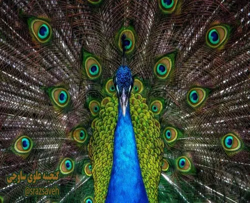طاووس نر پیکاک را می بینید که به زیبایی، پرهای دمش را باز
