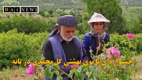 جشنواره ای با بوی بهشتی گل محمدی در بانه