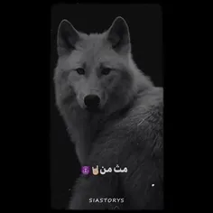 گرگ باش🐺