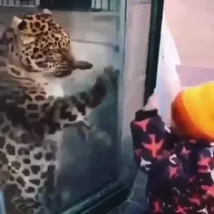 حیوانات بچه ها رو خیلی دوست دارن 😍😍🐈🐈
