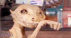 بقایای موجودی عجیب مومیایی شده در ترکیه جنجالی شده ...