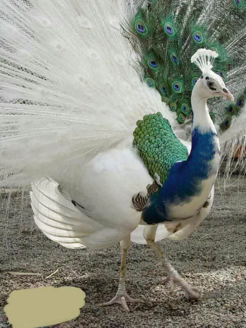 طاووس با نقص ژنتیکی لیوسیسم