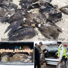 ۳۵ عقاب‌ با خوردن مرغ‌های فاسد که در حاشیه جاده سروستان ب