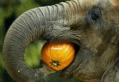 عکسی از میوه خوردن فیل 🐘