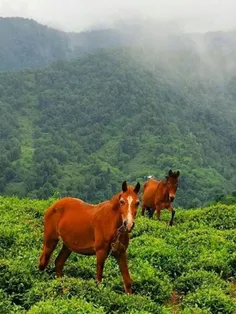 #طبیعت_زیبا  ،