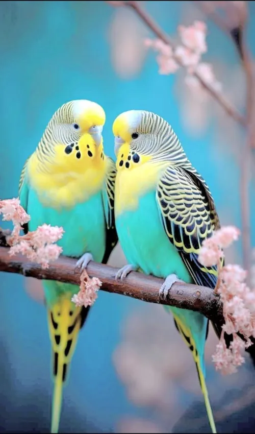 پرندگان عاشق