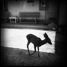 A baby deer seen in Costesti, Romania. Photo by @varzariu