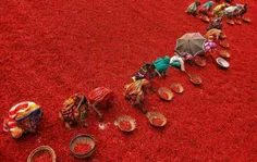 مزرعه کشت فلفل قرمز در بنگلادش