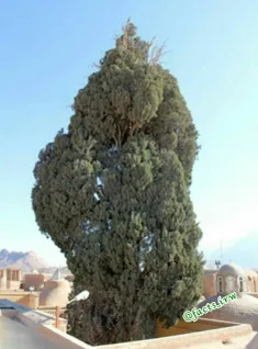 سرو کهنسال چم یکی از کهنسال ترین درختان کشور ایران است .