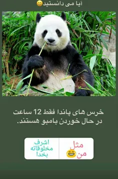 آیا میدانستید؟!😆🐼