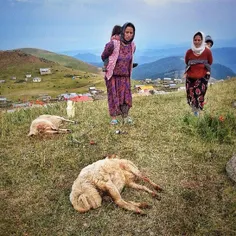 Villagers look at sheep died of some unknown disease. Sou