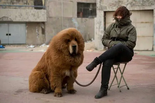 سگ بزرگ پشمالو