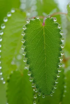 زیبایی در نظم