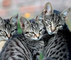 اینم سه تا گربه ملوس و دوست داشتنی