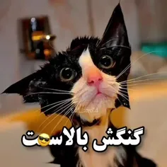 حاجی عشق است 😂
اایک کامنت یادت نرع ❤️