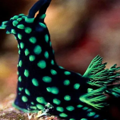 حلزون دریایی انواع مختلفی دارند که همه آنها در زیبایی رقی