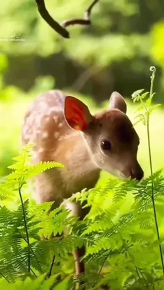 سلام چهار شنبه تون عالی