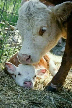 آرامش با مادر#حیوانات