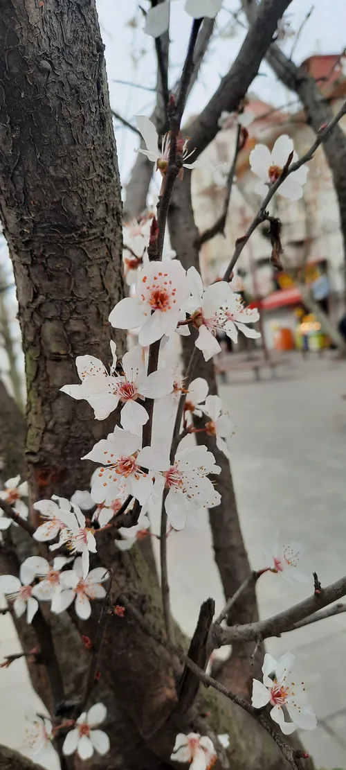 شب را دوست دارم! همین که در آرامش و سکوت، به نجواهای دلم 