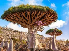 درخت های عجیب غریب در یمن