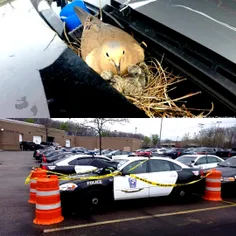تخم گذاشتن کبوتر بر روی ماشین پلیس در شهر اوهایو که باعث 