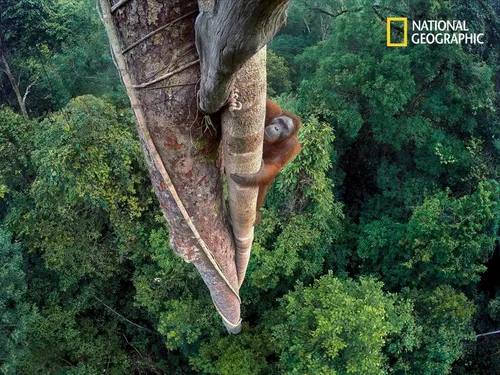 National Geographic: