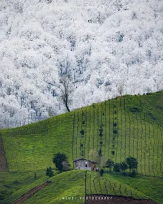 تقابل بهار و زمستان