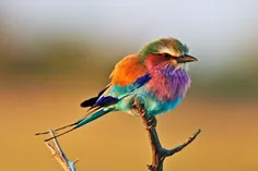 تصویری زیبا از پرنده ای زیبا 
