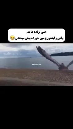 😂🤣ناموسا نمیشه نخندید