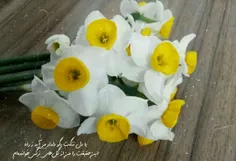 گل نرگس🌼