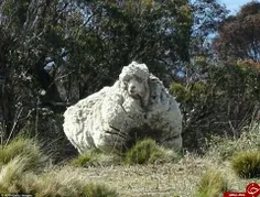 پشمالو ترین گوسفند جهان ؛