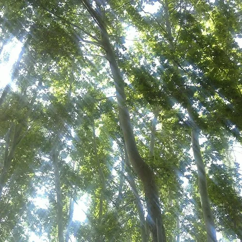 درخت طبیعت نور حال خوب طراوت شادابی نورانی جنگل آرامش کپی