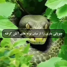 بمان که رسم خوبی در جهان کنده نشود