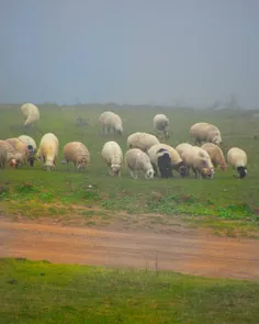 طبیعت زیبا در حواشی جاده اسالم به خلخال 🍀☘🌹