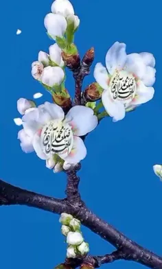 💚پیامبر اکرم(ص)