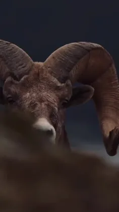 ورق بزنید 