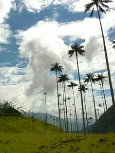بلندترین درخت #خرما در جهان