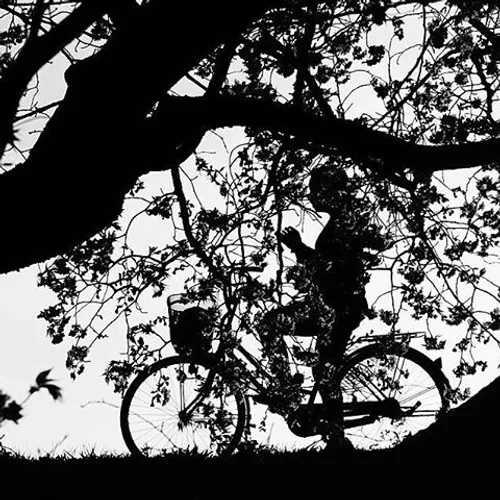 Silhouette of a cyclist under the cherry blossom tree of 