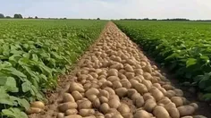 🥔 خودکفایی در تولید غده بذر سیب‌زمینی بعد از ۷۰ سال واردا