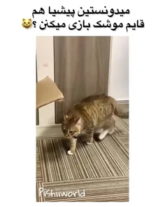 به نظرتون گربه ها به سک سک چی میگن؟ 😂🤔