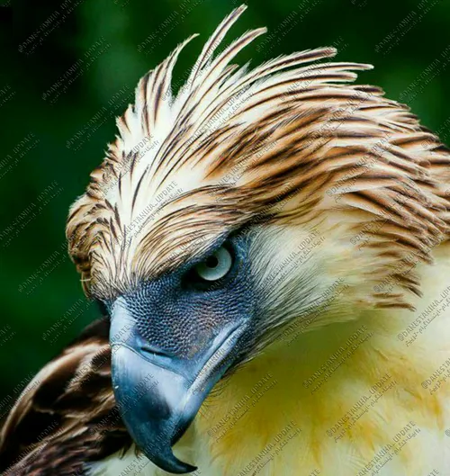 عقاب فیلیپینی پرنده ی ملی این کشور است. شکار این عقاب شکو