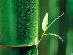 bamboo