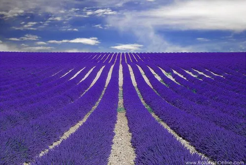 Purple flowers in France ♥
