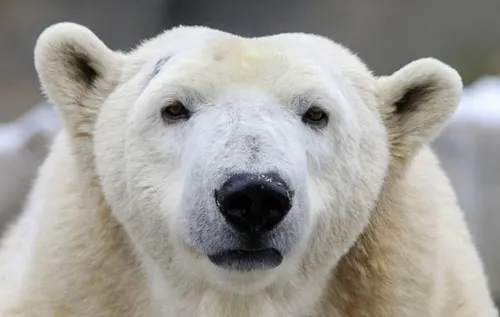 اگر پشم های سبیل یک خرس قطبی را بتراشید پوست این حیوان سی